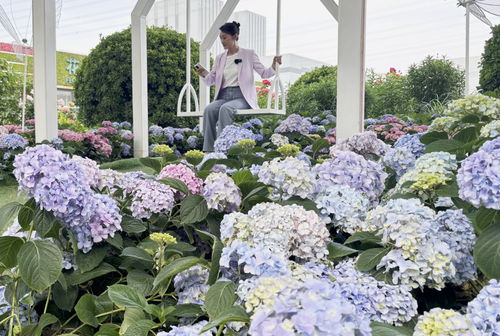 繡球版 莫奈花園 來啦 北京世界花卉大觀園鋪夢(mèng)幻花海